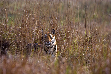 Indian tiger, (Bengal tiger) (Panthera tigris tigris), Bandhavgarh National Park, Madhya Pradesh state, India, Asia