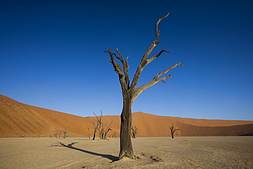 Dead Vlei, Sossusvlei, Namib Desert, Namibia, Africa