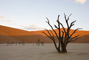 Dead Vlei, Sossusvlei, Namib Desert, Namibia, Africa