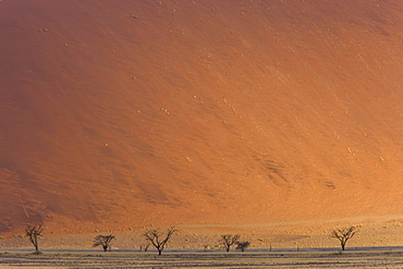 Sand dunes, Sossusvlei, Namib Naukluft Park, Namib Desert, Namibia, Africa