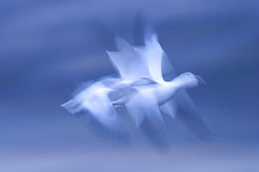 Snow Goose, (Anser caerulescens), Bosque del Apache, Soccoro, New Mexico, USA