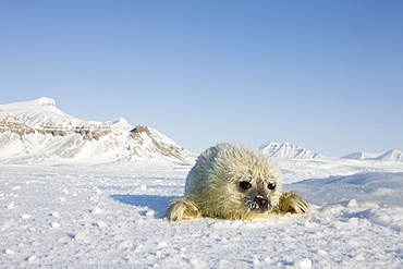 Ringed seal (Phoca hispida) pup, Billefjord, Svalbard, Spitzbergen, Arctic, Norway, Scandinavia, Europe