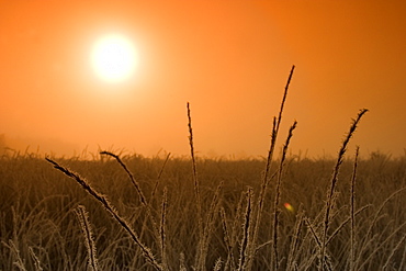 Sunrise in the fen, Hiller Moor, Nordrhein Westfalen, Germany