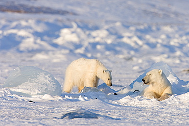 Polar bear with a cub near a ringed seal kill, Svalbard, Spitzbergen, Arctic, Norway, Scandinavia, Europe