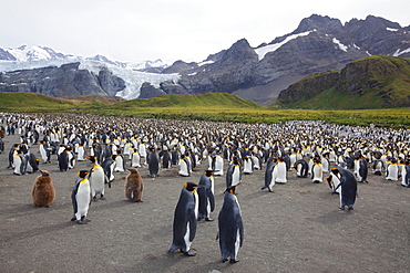 King penguin colony (Aptenodytes patagonicus), Gold Harbour, South Georgia, Antarctic, Polar Regions