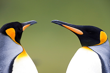 King penguin (Aptenodytes patagonicus), Gold Harbour, South Georgia, Antarctic, Polar Regions
