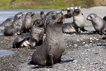 Antarctic fur seal pups (Arctocephalus gazella), Husvik Island, Antarctic, Polar Regions