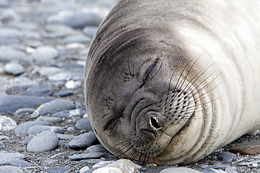 Weddell seal (Leptonychotes weddellii), Salisbury Plain, South Georgia, Antarctic, Polar Regions