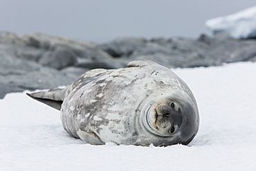 Weddell seal (Leptonychotes weddellii), Commonwealth Bay, Antarctica, Polar Regions