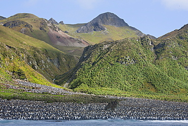 King penguin colony (Aptenodytes patagonicus), Macquarie Island, Sub-Antarctic, Polar Regions