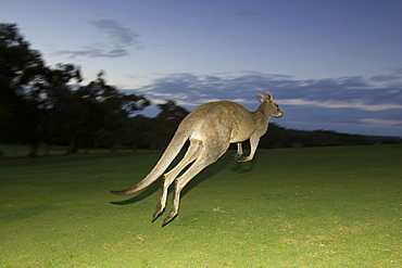 Eastern Grey Kangaroo, (Macropus giganteus), Anglesea, Great Ocean Road, Victoria, Australia