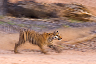 Bengal tiger, (Panthera tigris), Bandhavgarh, Madhya Pradesh, India