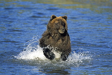 Brown Bear, (Ursus arctos), Lake Clark National Park, Alaska, USA