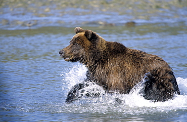 Brown Bear, (Ursus arctos), Lake Clark National Park, Alaska, USA