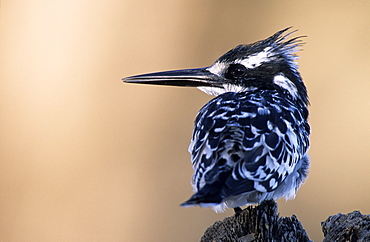 Pied Kingfisher, (Ceryle rudis), Chobe River, Chobe National Park, Botswana 