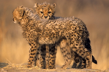 Cheetah, (Acinonyx jubatus), Duesternbrook Private Game Reserve, Windhoek, Namibia