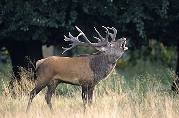 Red Deer, (Cervus elaphus), Kopenhagen, Denmark