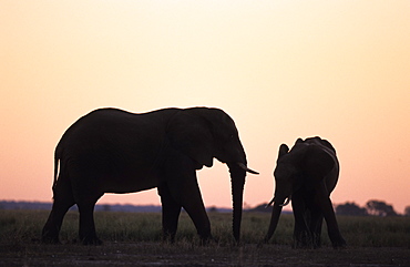 African Elephant, (Loxodonta africana), Chobe River, Chobe National Park, Botswana