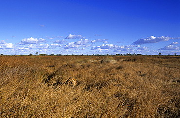 Lion, (Panthera leo), Savuti, Chobe National Park, Botswana