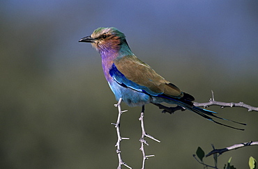 Lilac-brested Roller, Coracias caudata, Etoscha National Park, Namibia