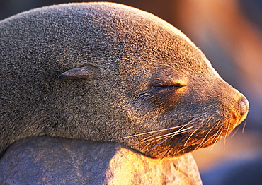 South African Fur Seal, (Arctocephalus pusillus), Cape Cross, Namibia