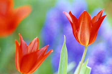 Tulip, (Tulipa spec), Bielefeld, NRW, Germany