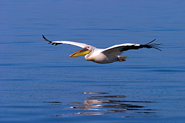 White Pelican, (Pelecanus onocrotalus), Walfish Bay, West Coast, Namibia