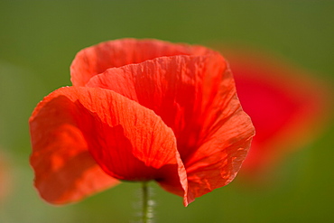 Corn Poppy, Papaver rhoeas, Bielefeld, Nordrhein Westfalen, Germany