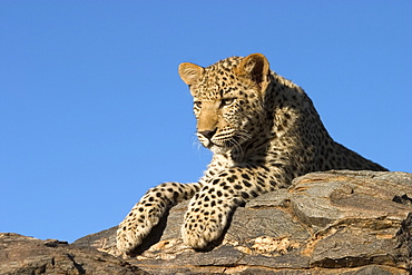 Young leopard (Panthera pardus), Namibia, Africa