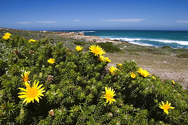 Flower Gombos, (oedera uniflora), Cape of the good hope, Capetown, South Africa