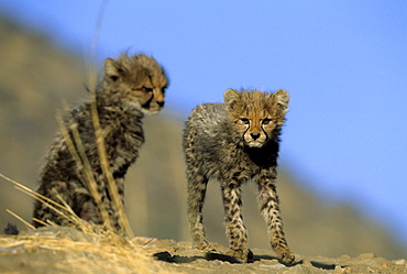 Cheetah cubs, Acinonyx jubatus, Duesternbrook Private Game Reserve, Windhoek, Namibia, Africa