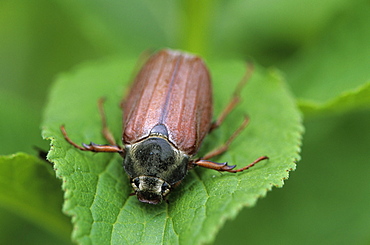 Maybug, Sitophilus zeamais, Bielefeld, Germany, Europe