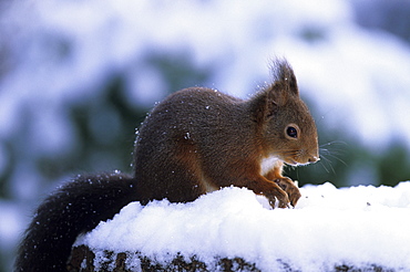 Red squirrel, Sciurus vulgaris, Bielefeld, North Rhine-Westphalia, Germany, Europe