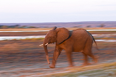 African Elephant, (Loxodonta africana), Chobe River, Chobe N.P., Botswana