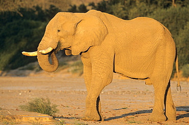 Desert-dwelling elephant, Loxodonta africana africana, Dry River, Hoanib, Kaokoland, Namibia, Africa