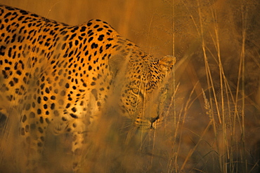 Leopard, Panthera pardus, Duesternbrook Private Game Reserve, Windhoek, Namibia, Africa