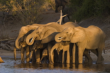 African elephant, Loxodonta africana, Chobe National Park, Chobe River, Botswana, Africa
