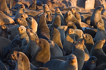 South African fur seals, Arcotocephalus pusillus, Cape Cross, Namibia, Africa