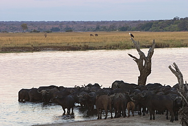 African buffalos, Syncerus caffer, Chobe River, Chobe National Park, Botswana, Africa