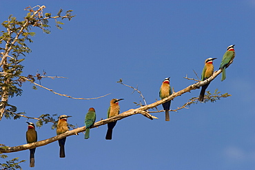 White-fronted bee-eaters, Merops bullockoides, Chobe National Park, Chobe River, Botswana, Africa