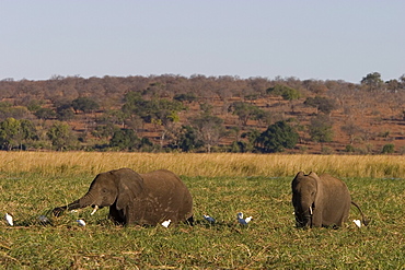 African elephant, Loxodonta africana, Chobe River, Chobe National Park, Botswana, Africa