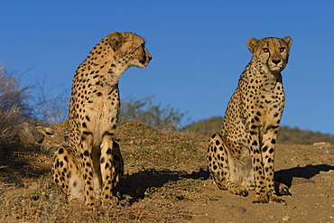 Cheetah, Acinonyx jubatus, Duesternbrook Private Game Reserve, Windhoek, Namibia, Africa