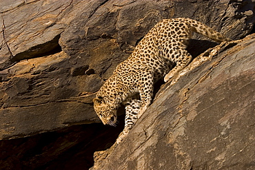 Leopard, Panthera pardus, Windhoek, Namibia, Africa