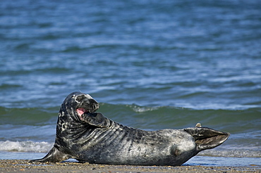 Gray seal (grey seal), Halichoerus grypus, Heligoland, Germany, Europe