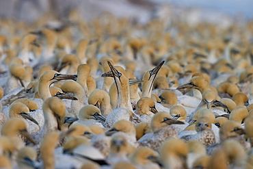 Cape gannet, Morus capensis, Lambert's Bay, Bird Island, South Africa, Africa