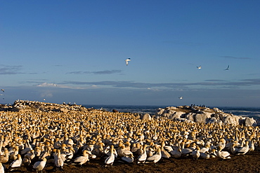 Cape gannet, Morus capensis, Lambert's Bay, Bird Island, South Africa, Africa