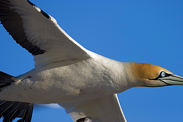 Cape gannet, Morus capensis, Bird Island, Lambert's Bay, South Africa, Africa