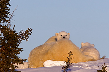 Polar Bear with cubs, (Ursus maritimus), Churchill, Manitoba, Canada