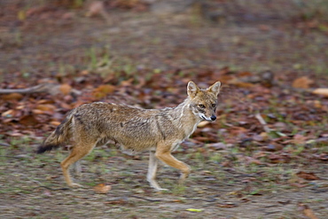 Golden jackal, Canis aureus, Bandhavgarh National Park, Madhya Pradesh, India, Asia