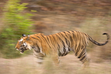 Bengal tiger, Panthera tigris tigris, Bandhavgarh National Park, Madhya Pradesh, India, Asia